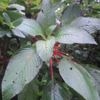 Impatiens macrophylla Gardner ex Hook.